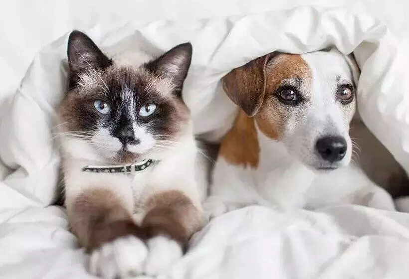 Apartamentos Vallnord 3000