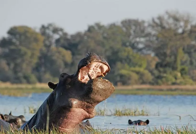 هتل Divava Okavango Resort & Spa