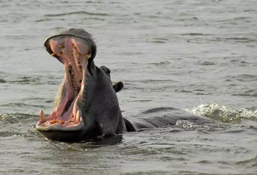 هتل Divava Okavango Resort & Spa