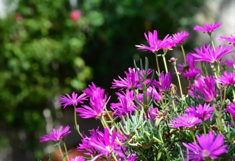 هتل & Spa Dona Urraca San Miguel De Allende