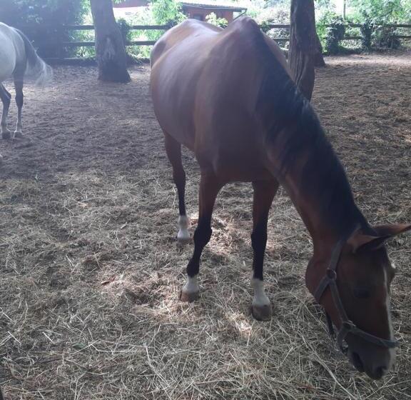 فندق Agriturismo Iacchelli Armando B&b