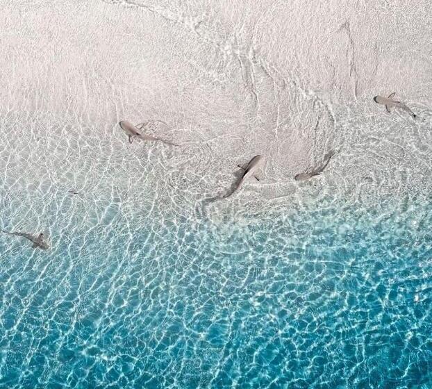 هتل Paradise Retreat, Maafushi