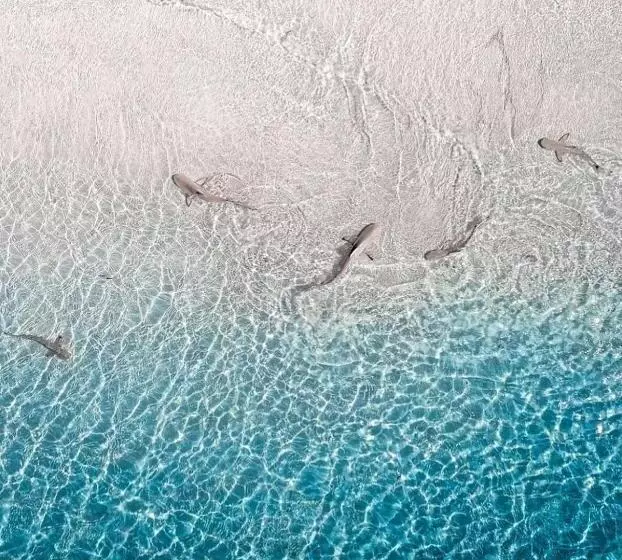 هتل Paradise Retreat, Maafushi