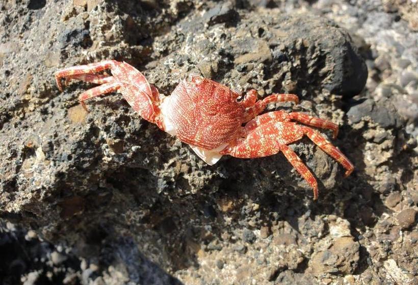 پانسیون Cactus Guest House