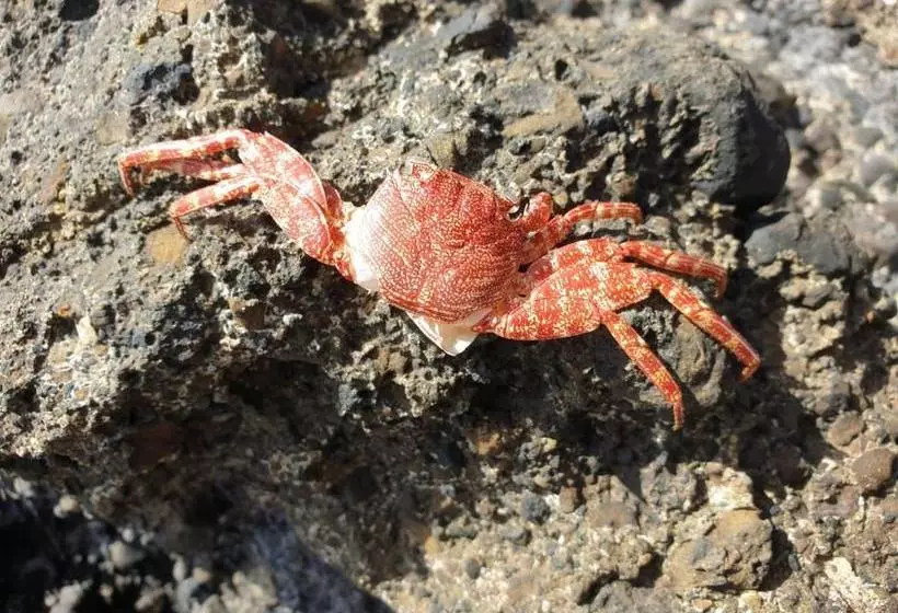 پانسیون Cactus Guest House