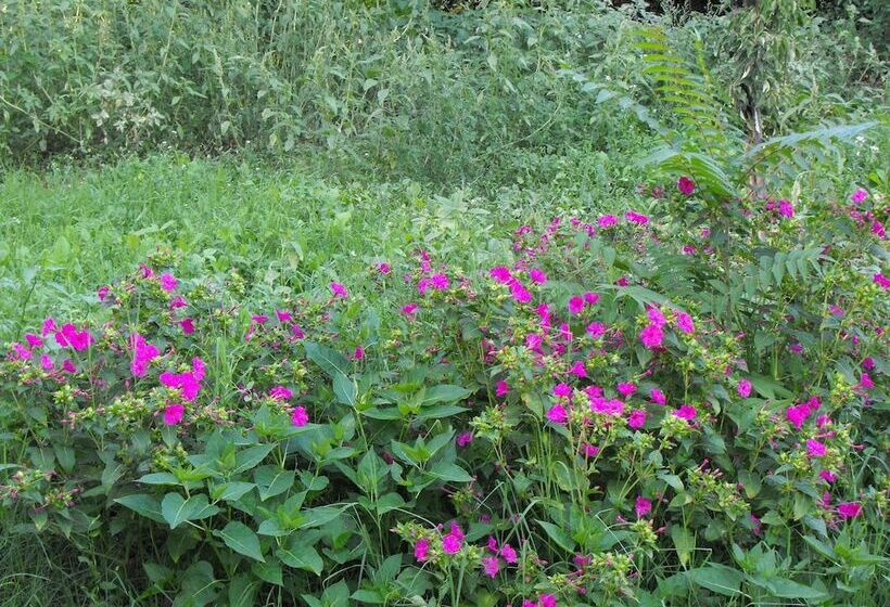 בית מלון כפרי Villa Trigona