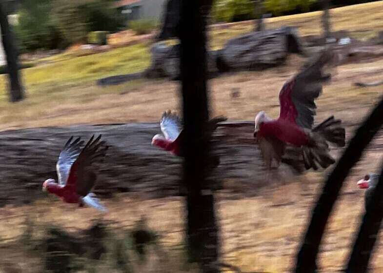 Отель Karriview