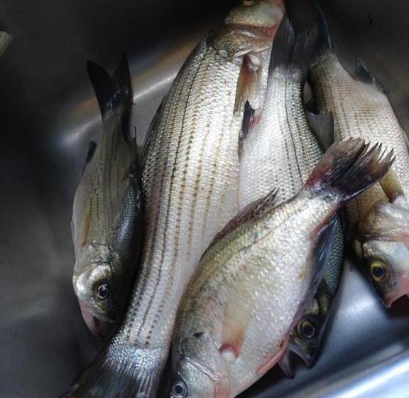 ホテル Grandview Plaza Inn