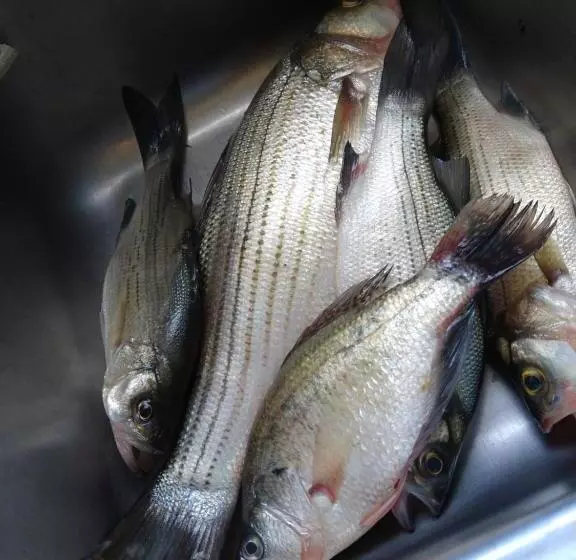 ホテル Grandview Plaza Inn