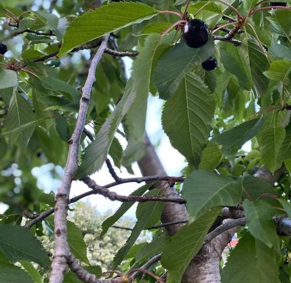 膳宿费 Bujtina Gjyshi Ilo