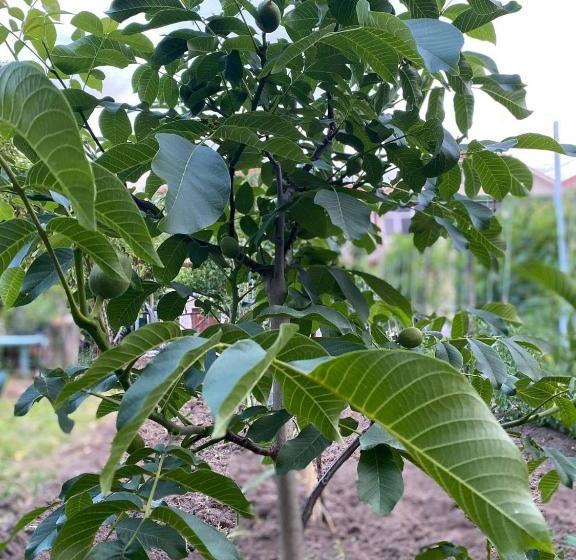 膳宿费 Bujtina Gjyshi Ilo