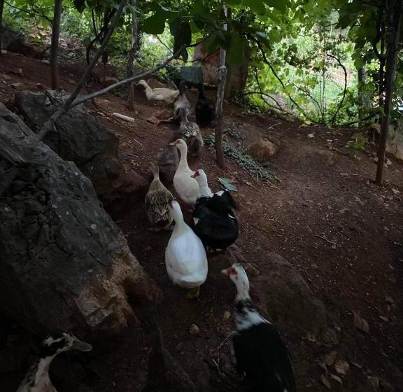 膳宿费 Bujtina Gjyshi Ilo