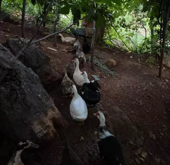 ペンション Bujtina Gjyshi Ilo