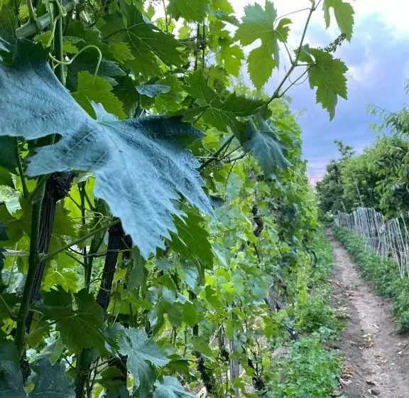 ペンション Bujtina Gjyshi Ilo