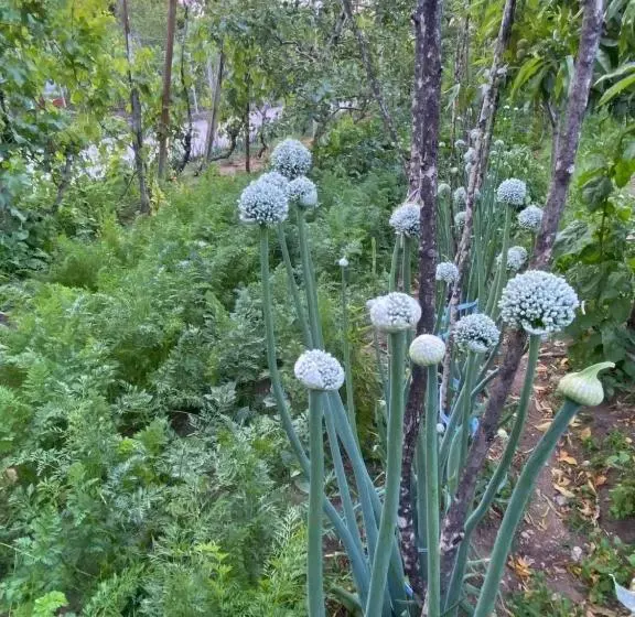 ペンション Bujtina Gjyshi Ilo