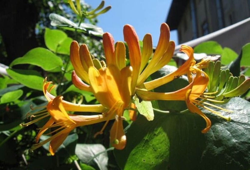 Globtroter Guest House