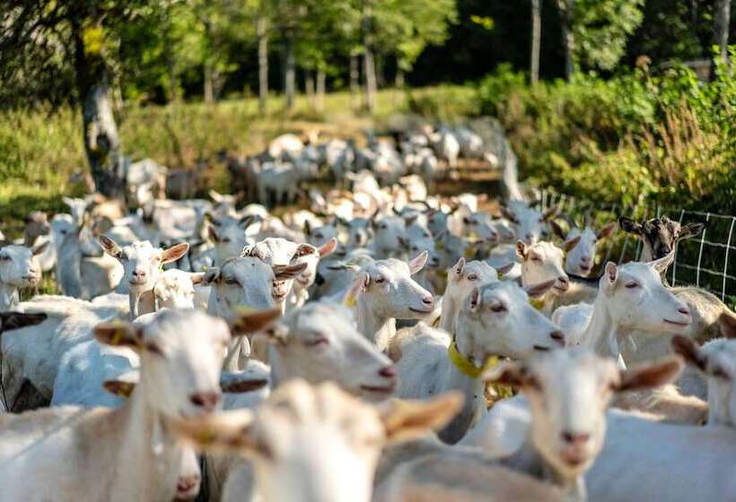 Hotel Vvf Bleriotplage