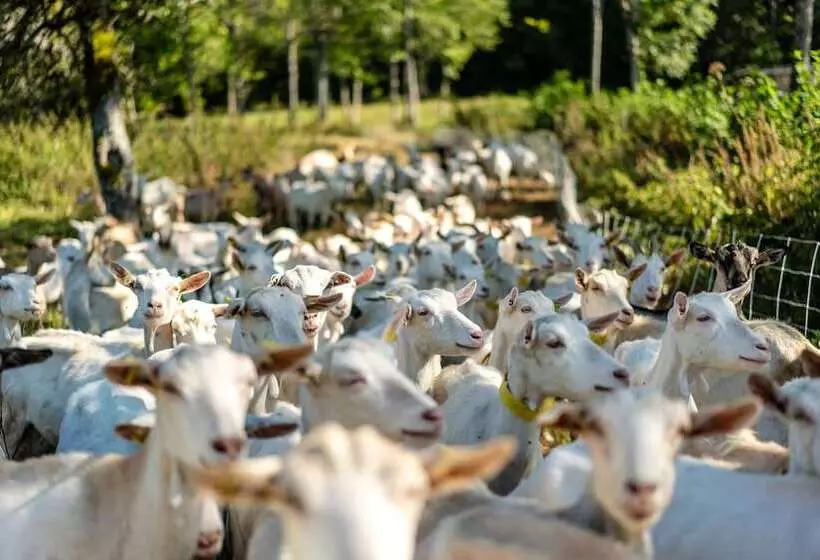 酒店 Vvf Bleriotplage