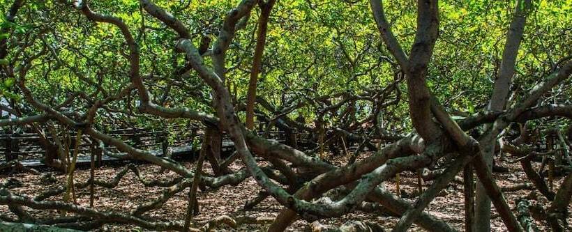 هتل Village Do Sol