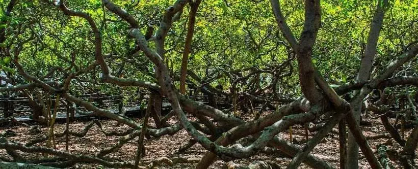 فندق Village Do Sol