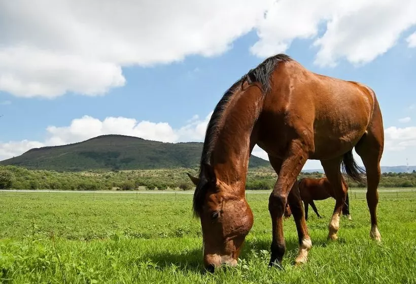 Hotelli B Sorah Luxury Tent & Venue