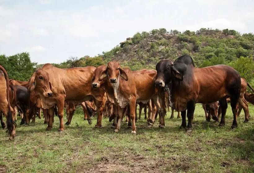 Hotelli B Sorah Luxury Tent & Venue