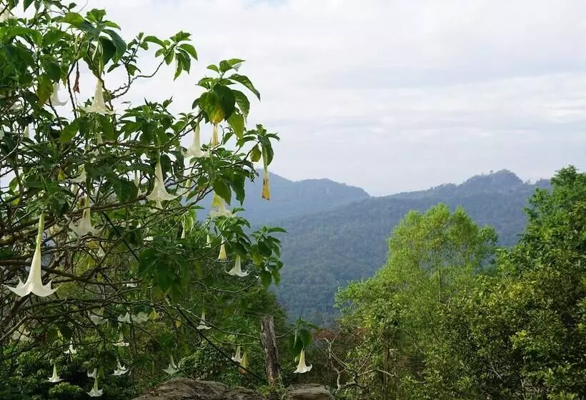 ホテル Phumork Camp Phu Chi Fa