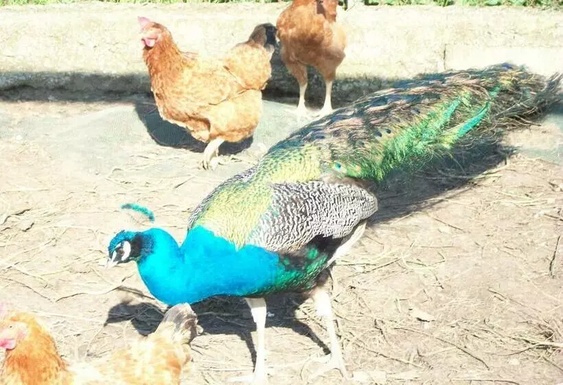 هتل Agriturismo Primerio