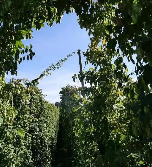 ホテル Ferienhof Hopfgärtle Müller