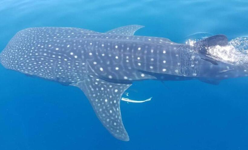 پانسیون Coconut Lodge