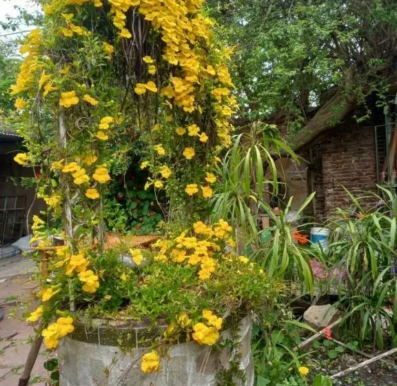 ペンション Casa Del Arbol Hostel