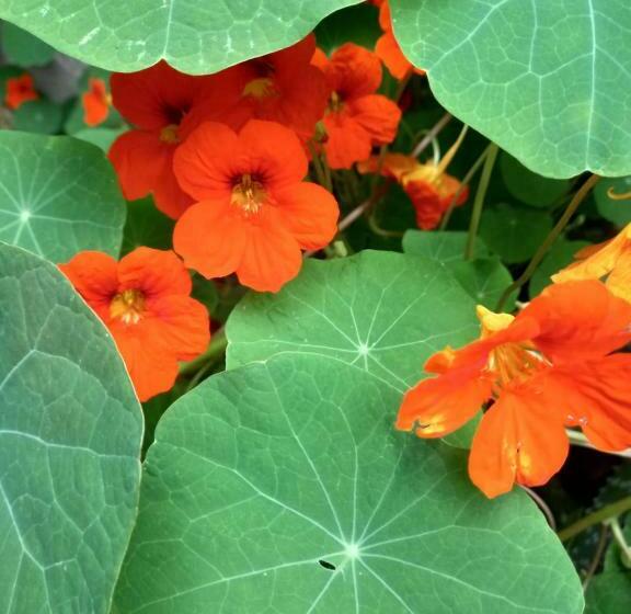 Pension Casa Del Arbol Hostel