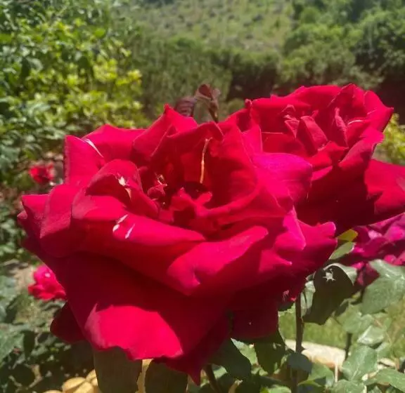 ペンション Podere Belsogno Miniappartamento Roseto