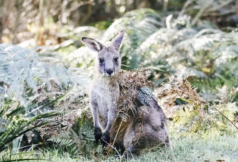 酒店 Paperbark Camp
