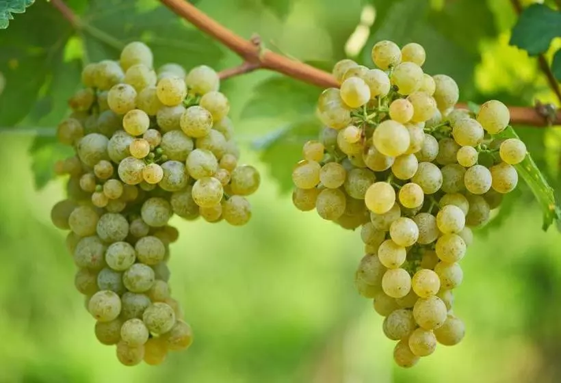 Majatalo Weinhof   Gästehaus Maier