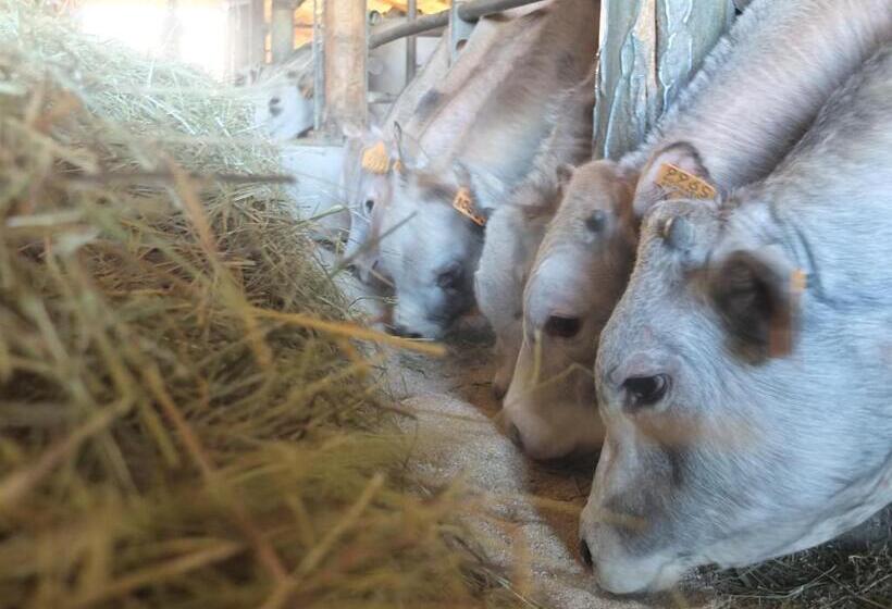 ホテル Valli Unite