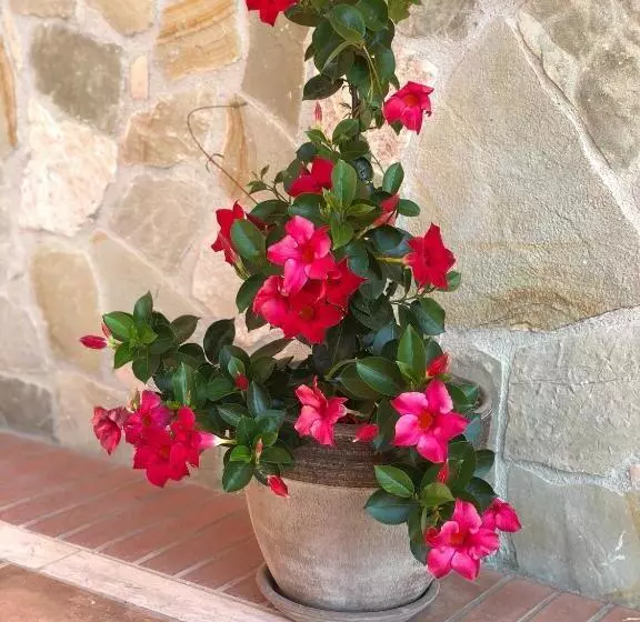 Hotelli Villa Aurora