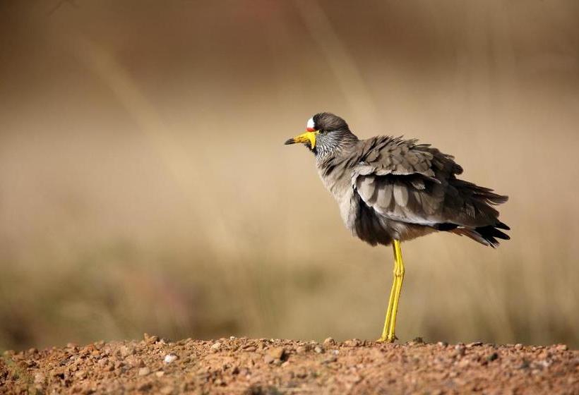 酒店 Ezemvelo Nature Reserve