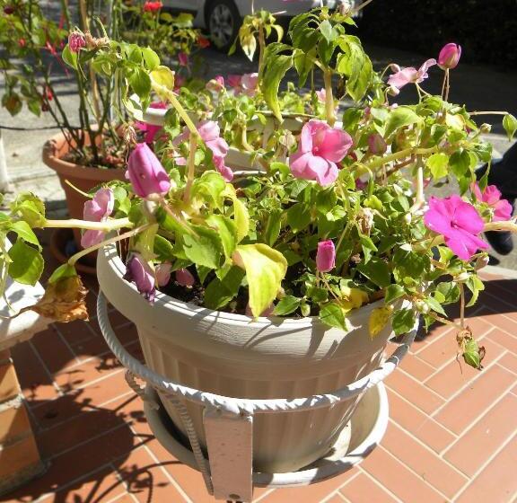 ホテル Pensione Andrea