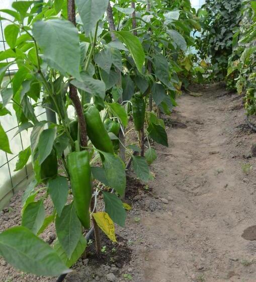 בית מלון כפרי Pensiunea Koruna