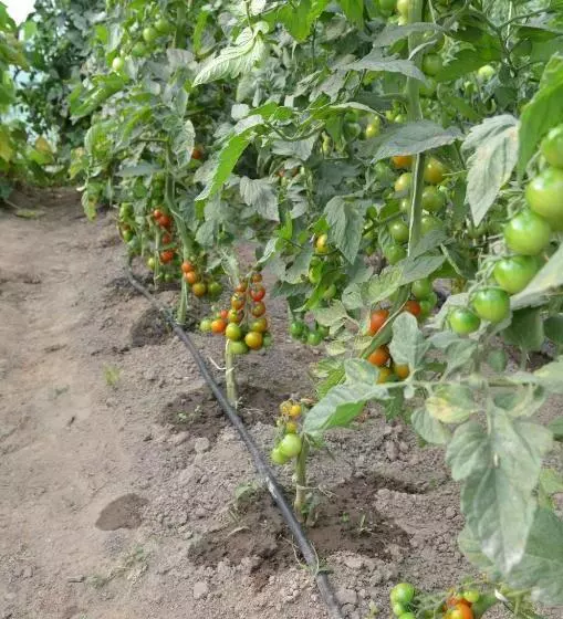 ホテル Pensiunea Koruna