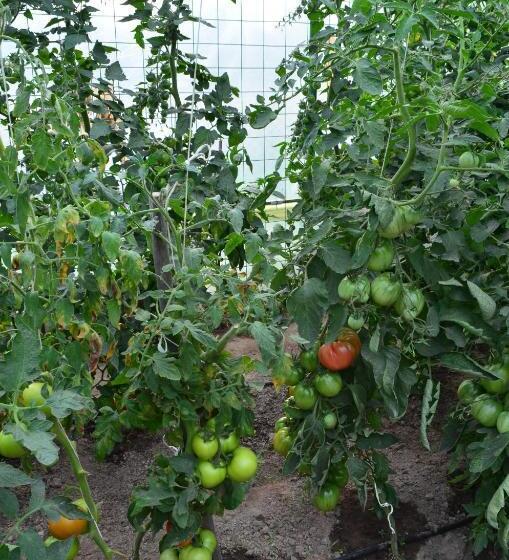 בית מלון כפרי Pensiunea Koruna