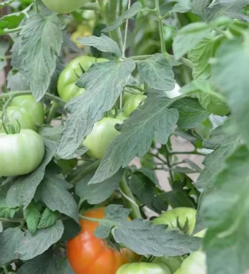 ホテル Pensiunea Koruna