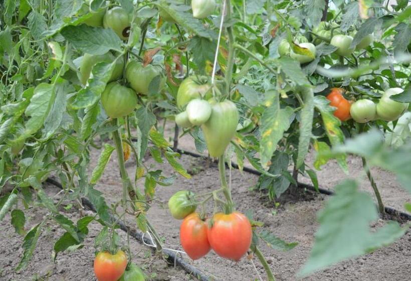 בית מלון כפרי Pensiunea Koruna