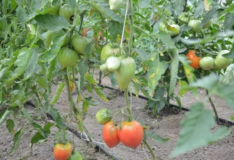 ホテル Pensiunea Koruna