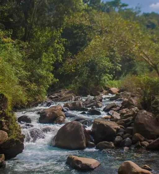 استراحتگاه Jungle River