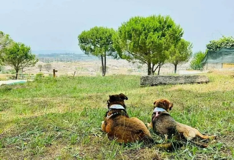 ホテル Casas De Campo Villa D Almeida