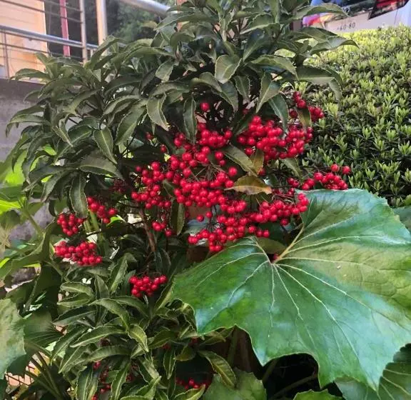 Majatalo 伊道荘園