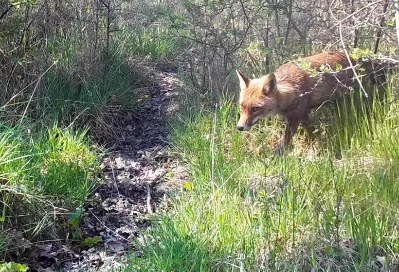 Aamiaismajoitus (B&B) Domaine Des Bois Argentés