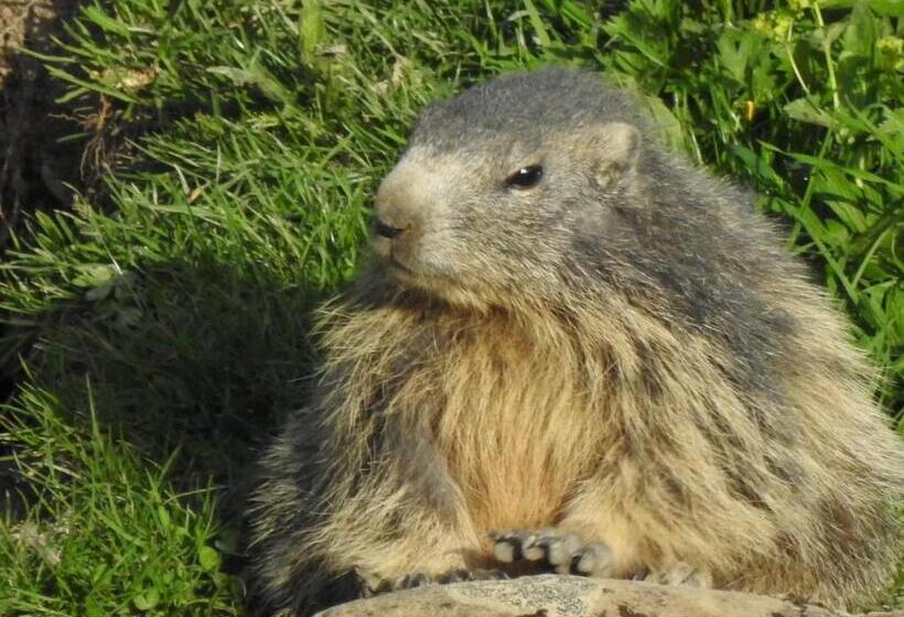 Bed and Breakfast Dolcemente